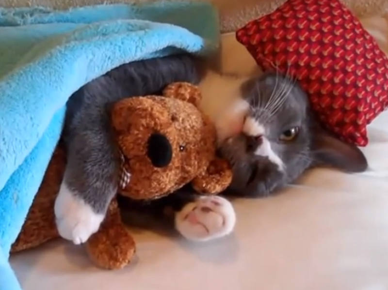 Un vídeo de gatos adorables y super graciosos! - Blog de cosas divertidas -  Juegos Xa Chicas