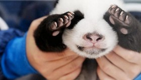 Las 5 fotos de bebés panda más adorables