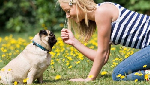 Haz feliz a una mascota: reglas de defensa de los animales para chicas